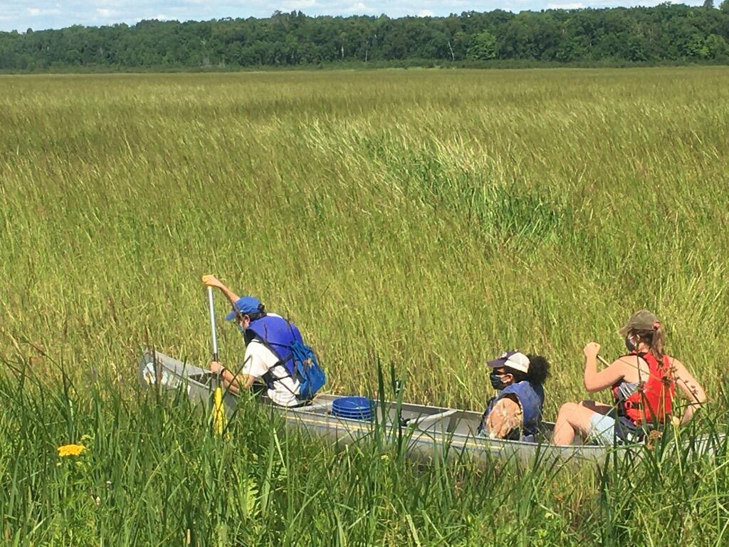 researchers collecting rice